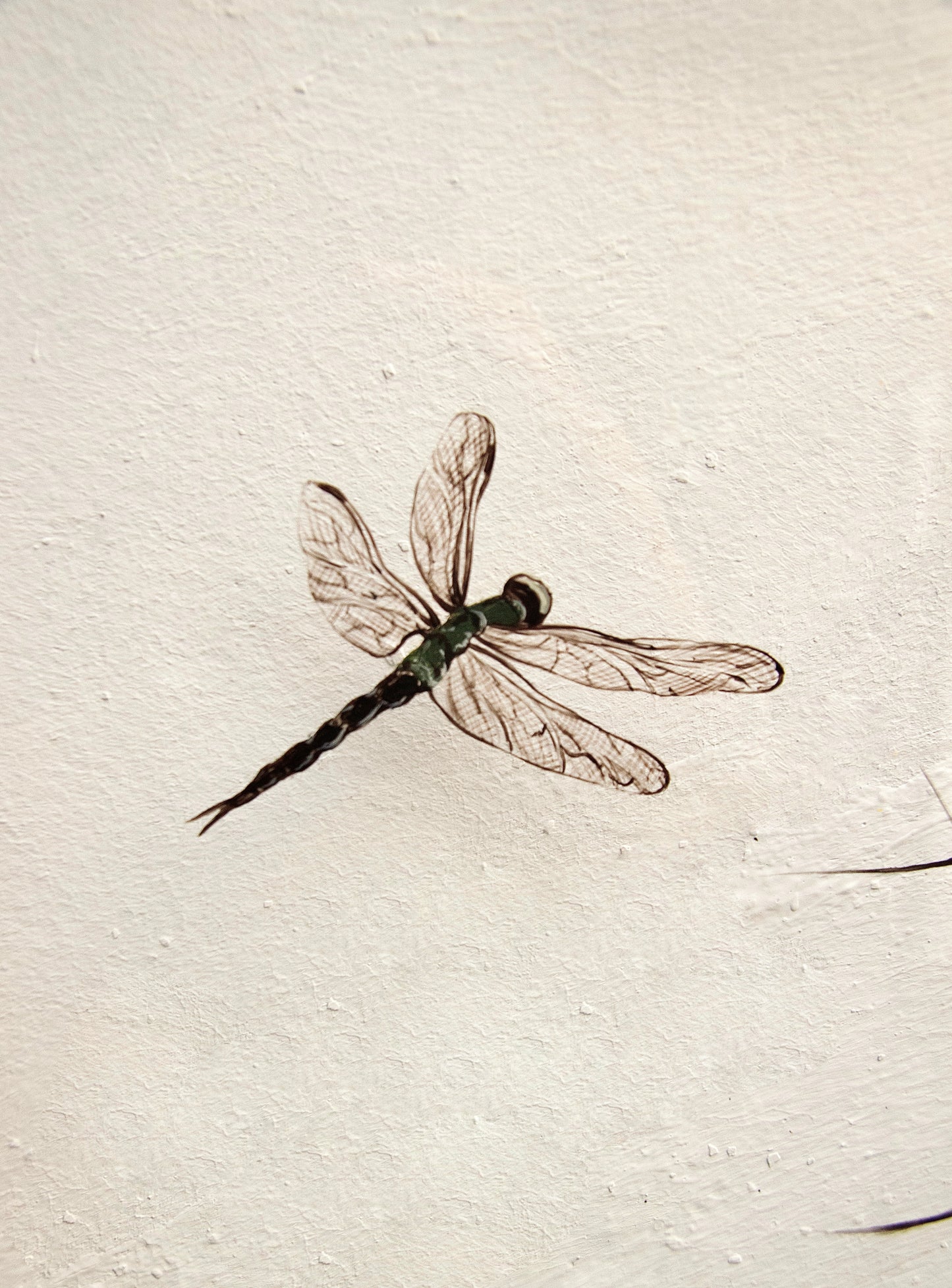 2'li yusufçuk çerçeve